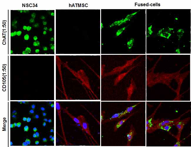 지방유래 중간엽줄기 세포와 사멸중인 운동신경세포의 융합 후 배양 4일째 융합세포의 ChAT과 CD105에 대한 이중면역형광염색.