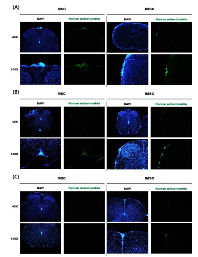 HN/F-hATMSCs(f-MSC) 및 MSC의 생착 여부 확인