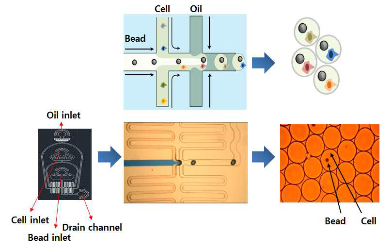 Droplet 기반 단일 세포 포획법 모식도 및 실험 결과