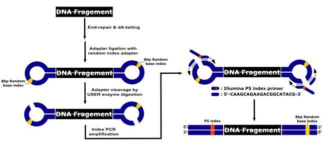 Random sequence를 이용한 시퀀싱 라이브러리 제작의 세부 모식도
