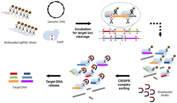 Cas9 기반 균등 포획의 모식도