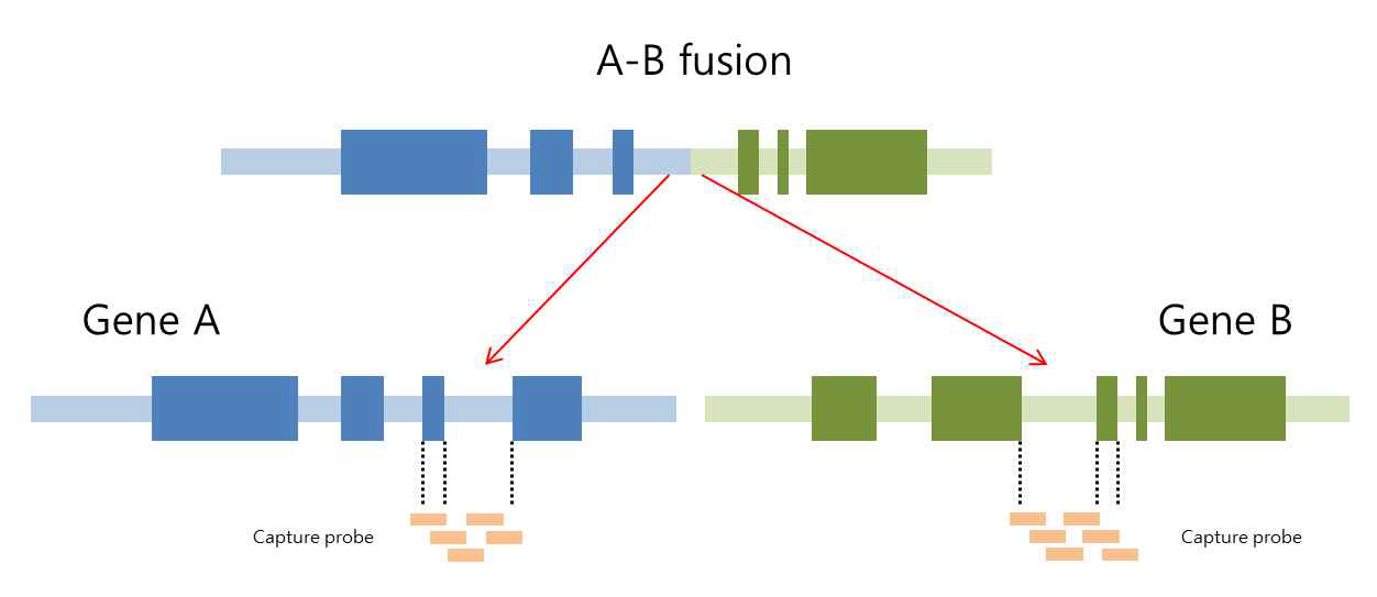 Fusion panel 디자인 모식도