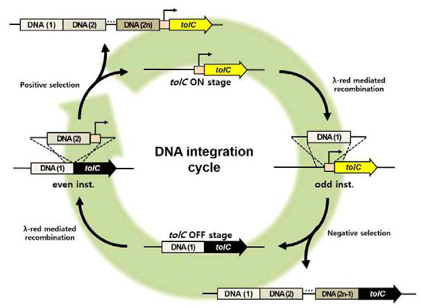 세포주의 게놈에 유전 변이를 도입하는 방법의 모식도