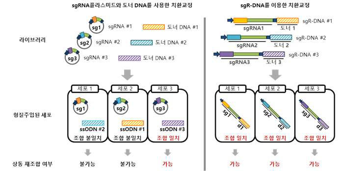 sgRNA와 donor DNA 결합을 통한 전달 시스템의 필요성