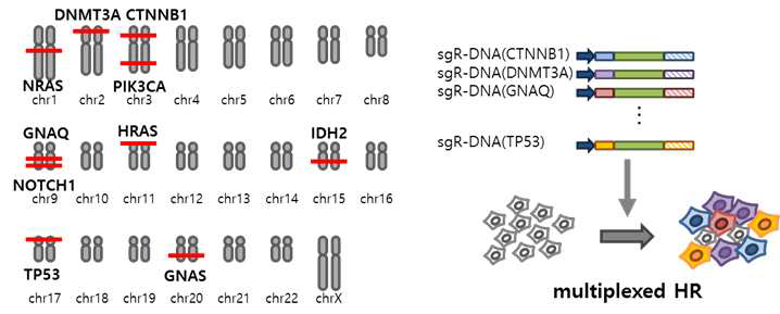 인간 세포 다중 위치 유전체 교정의 타겟으로 10개 질병 관련 유전자와 multiplexed HR 실험 모식도