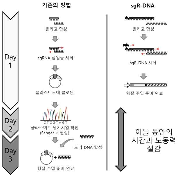 기존 전달 방법과 개발한 sgR-DNA 방법의 비교를 통한 전달 방법의 유용성