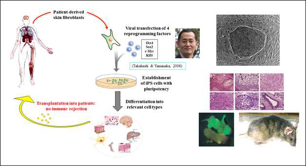 성체의 피부세포로부터 유도만능줄기세포주 (iPSC)의 확립과정, 형성된 iPSC의 morphology 및 teratoma 실험 및 chimera 형성을 통한 pluripotency를 입증함.