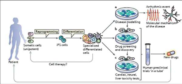 iPSC를 이용한 발병기전연구 및 독성검사 등 신약개발에 활용될 수 있음을 보여주는 모식도