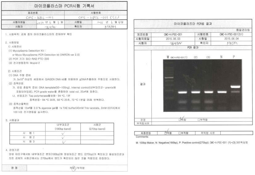 마이코플라스마 PCR 시험기록서