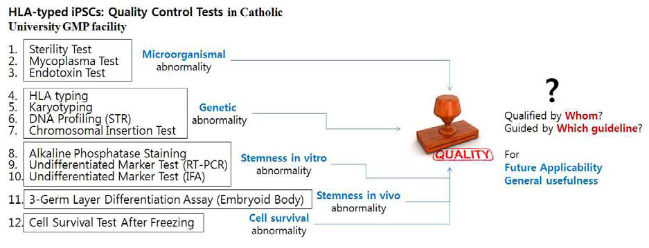 현재 본 연구팀에서 진행되고 있는 줄기세포의 품질검사항목과 검증의 필요성