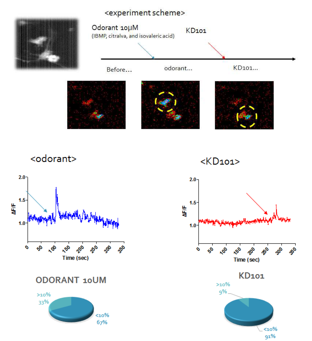후각 신경세포에 odorant 혼합물과 KD101 처리에 따른 칼슘 신호 측정