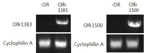 KD101의 후보 후각수용체인 Olfr1383과 Olfr1500이 HEK293T 세포주에서 발현