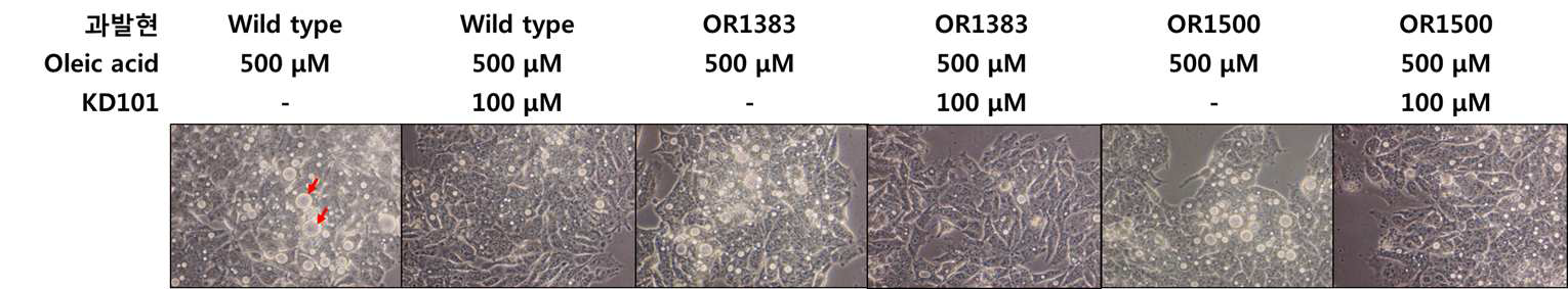OR1383 또는 OR1500 과발현 HepG2 세포주에서 KD101의 지방축적 저감효과