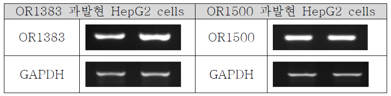 후각수용체 과발현 HepG2 세포에서 후각수용체 발현측정