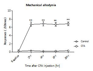 마우스 발바닥에 CFA 주입 후 유도되는 mechanical allodynia 의 시간별 반응