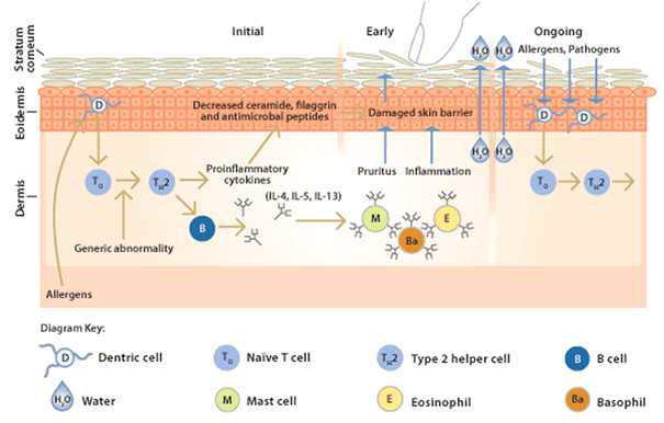 T세포 매개 항원자극에 의한 면역반응과 알레르기 유발 기작