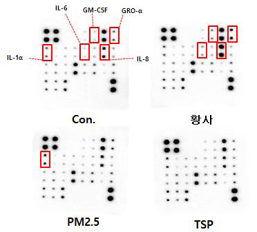 황사, PM2.5, TSP 에서의 cytokine array 결과