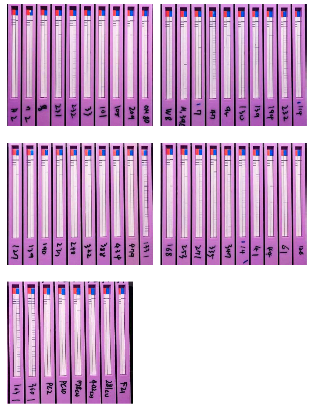 46개의 알레르겐 양성 검체에 대한 한약재 알레르겐 시험 결과 패널 사진