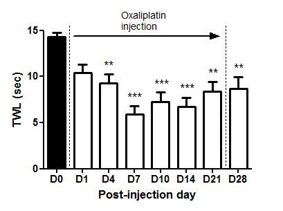 Rat에서 옥살리플라틴(2.4mg/kg, i.p.) 3주간 반복 투여에 의한 냉 이질통의 발생 경과