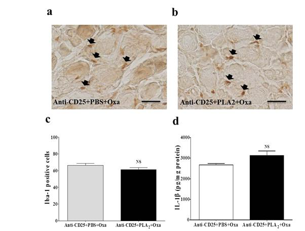 조절 T 세포를 depletion한 마우스에서 옥살리플라틴에 의한 대식세포 DRG 침윤 및 IL-1β 증가에 대한 PLA2 전처치의 효과