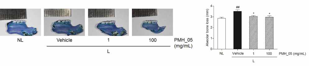 Morphological photographs of methylene blue staining and alveolar bone loss scores