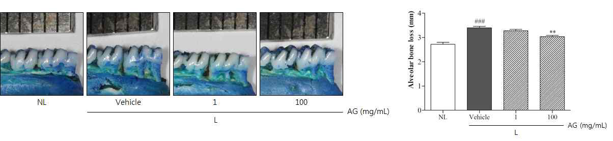 Morphological photographs of methylene blue staining and alveolar bone loss scores