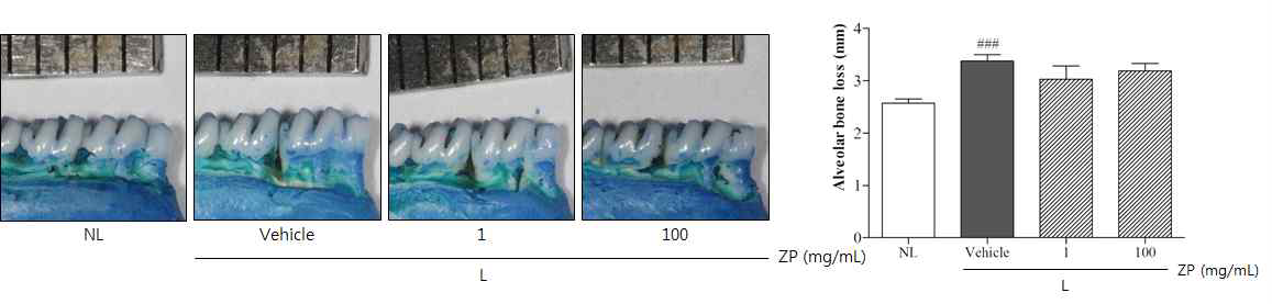 Morphological photographs of methylene blue staining and alveolar bone loss scores.