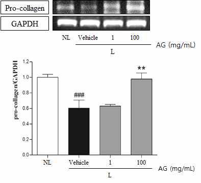 Effect of topical AG treatment on expression of pro-collagen gene