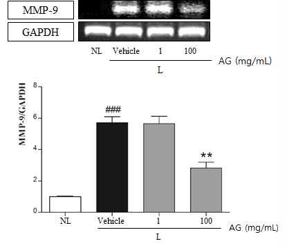 Effect of topical AG treatment on expression of MMP-9 gene