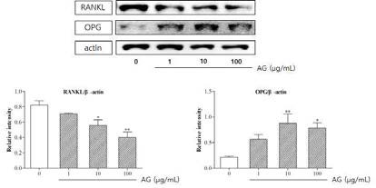 RANKL and OPG expressions