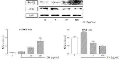 RANKL and OPG expressions