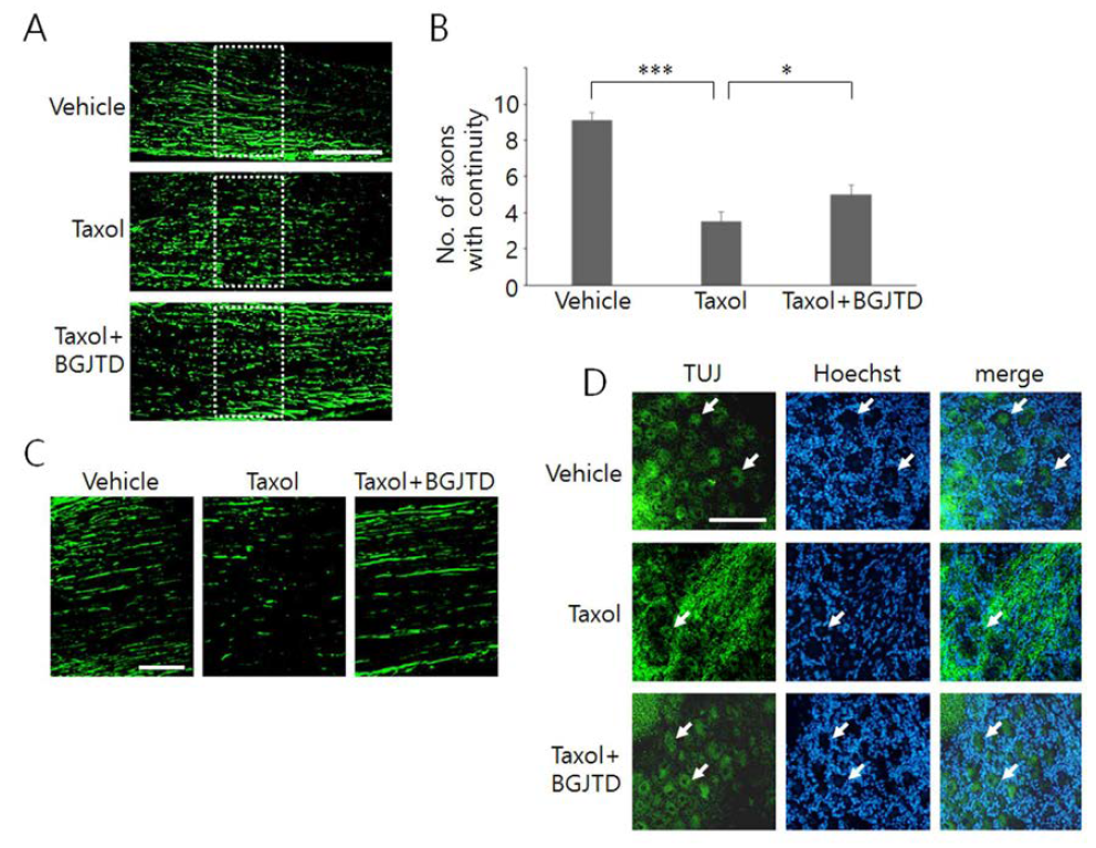 Morphological changes of sciatic nerve axons and DRG neurons after taxol injection and BGJTD treatments. Sciatic nerve was exposed and treated with DMSO vehicle, taxol, or taxol plus BGJTD, and longitudinal sections of the nerve at the injectedlocation (A,C) and DRG at lumbar level 5 (D) were used for immunofluorescence staining for NF-200 and βIII-tubulin.The number of axons whose length is longer than 100㎛, as illustrated with dotted rectangles in (A), wascounted from the images, averaged from 3 nonconsecutive sections and compared among 3 experimental groups. Quantitative data are shown in (B). Soma DRG neurons wasmarked by arrows in (D).