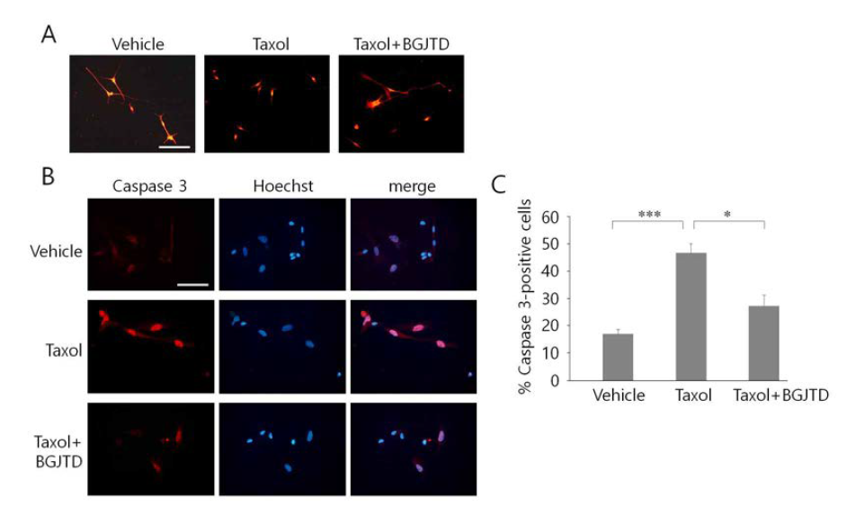 Regulation of Schwann cell survival by BGJTD treatment. Schwann cells prepared from intact sciatic nerve were treated with DMSO vehicle, taxol, and taxol plus BGJTD. Fixed cells were used for immunostaining with anti-S100β antibody (A)and anti-caspase 3 antibody (B). Cells were also stained with Hoechst33258 to visualize individual nuclei (blue). (A) Morphological comparison of S100β-stained Schwann cells after different treatments. (B) Immunofluorescence staining of caspase 3 in cultured Schwann cells. (C) Quantitative comparison of caspase 3-positive cells in cultured cells after different treatments. A percentage of caspase 3-positive cellsfrom randomly selected microscopic fields (more than 5 fields) were determined from each experiment