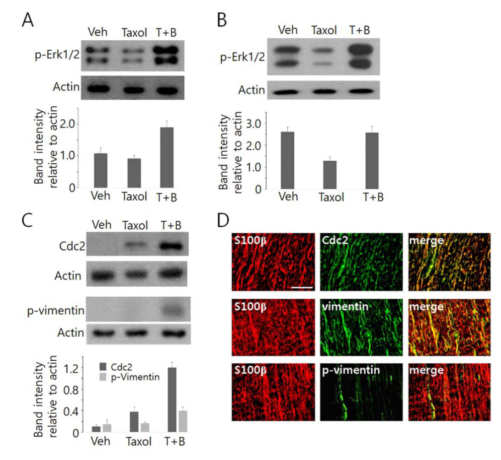 Effects of taxol and BGJTD treatments on Erk1/2 and Cdc2 activity in the sciatic nerve.Western blot analysis of phospho-Erk1/2 in the sciatic nerves (A) and in the DRG (B) after taxol injection and BGJTD treatments (T+B).(C) Western blot analysis of Cdc2 and phospho-vimentin in the sciatic nerves treated with DMSO vehicle, taxol, and taxol plus BGJTD.(D) Representative images showing Cdc2 and phospho-vimentin signals in S100β-labeled Schwann cells. Longitudinal sections from distal portion of the nerve treated with taxol and BGJTD were used in this experiment. Western blotting images in (A-C) are the representatives from 3 independent experiments. Quantitative comparison of mean band intensity for target proteins relative to actin control in western blotting are shown in lower panels in (A-C). Scale bars in (D): 100 ㎛.