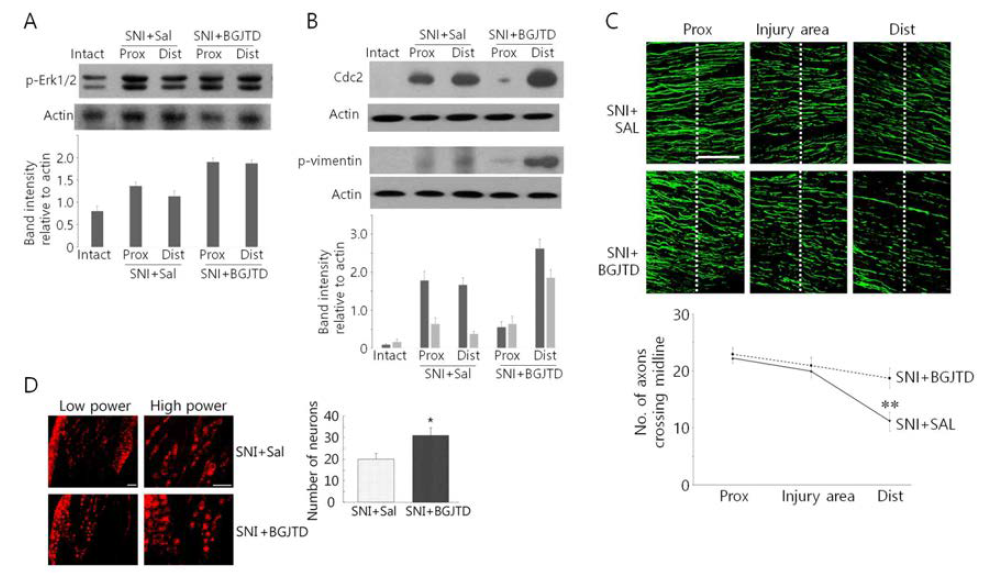Effects of BGJTD treatment on the axonal regeneration after nerve injury