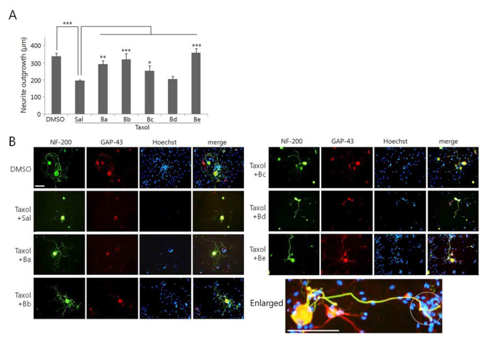 Effects of BGJT subgroup decoctions on neurite outgrowth of taxol-treated DRG sensory neurons.Six days after taxol or DMSO vehicle injection in vivo into the sciatic nerve, DRG neurons were cultured in the presence of individual decoctionsBa to Be (0.5 mg/ml) for 48 hr and harvested for immunostaining. (A) Comparison of neurite length among experimental groups. (B) Representative images of cultured cells after immunofluorescence staining with NF-200 (Green) and GAP-43 (red). Cell nuclei were visualized by nuclear staining with Hoechst 33258 (blue). In (A), neurite length was determined by analyzing more than 20 neurons in 7-10 random microscopic fields, averaged 4 independent experiments, and compared among experimental groups. Error bars in (A) denote standard error of mean (SEM).