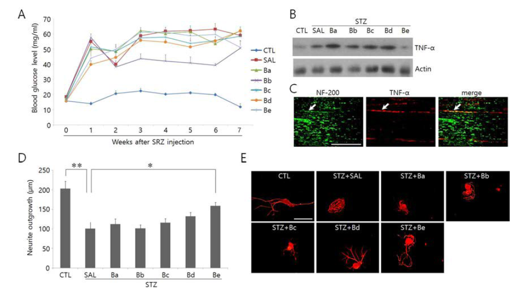 Effects of the treatment of subgroup decoctions on blood glucose levels, TNF-α production and neurite outgrowth