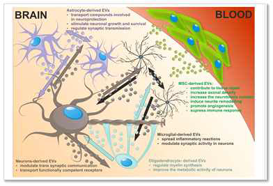 EVs in the brain neural-glial networks and therapeutic potential of MSC-derived EVs in CNS