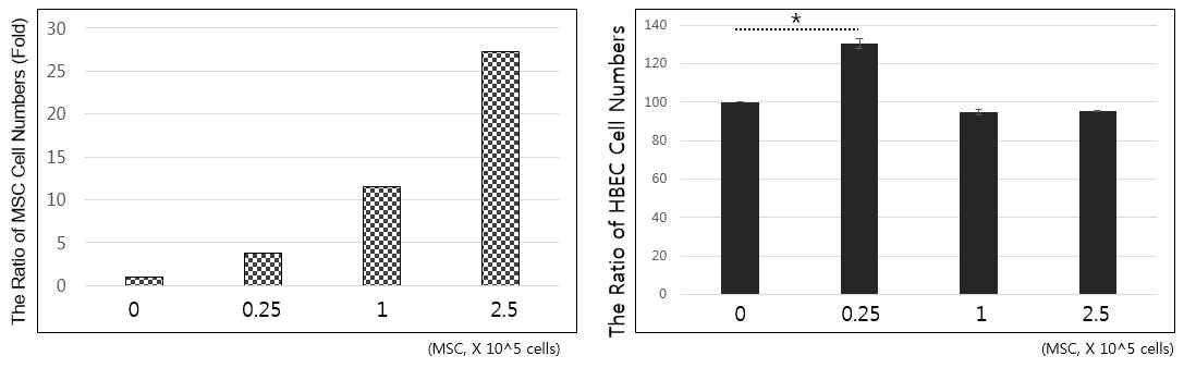 다양한 농도의 간엽줄기세포와의 공동 배양에 따른 기도상피세포주의 세포 증식률 비교.