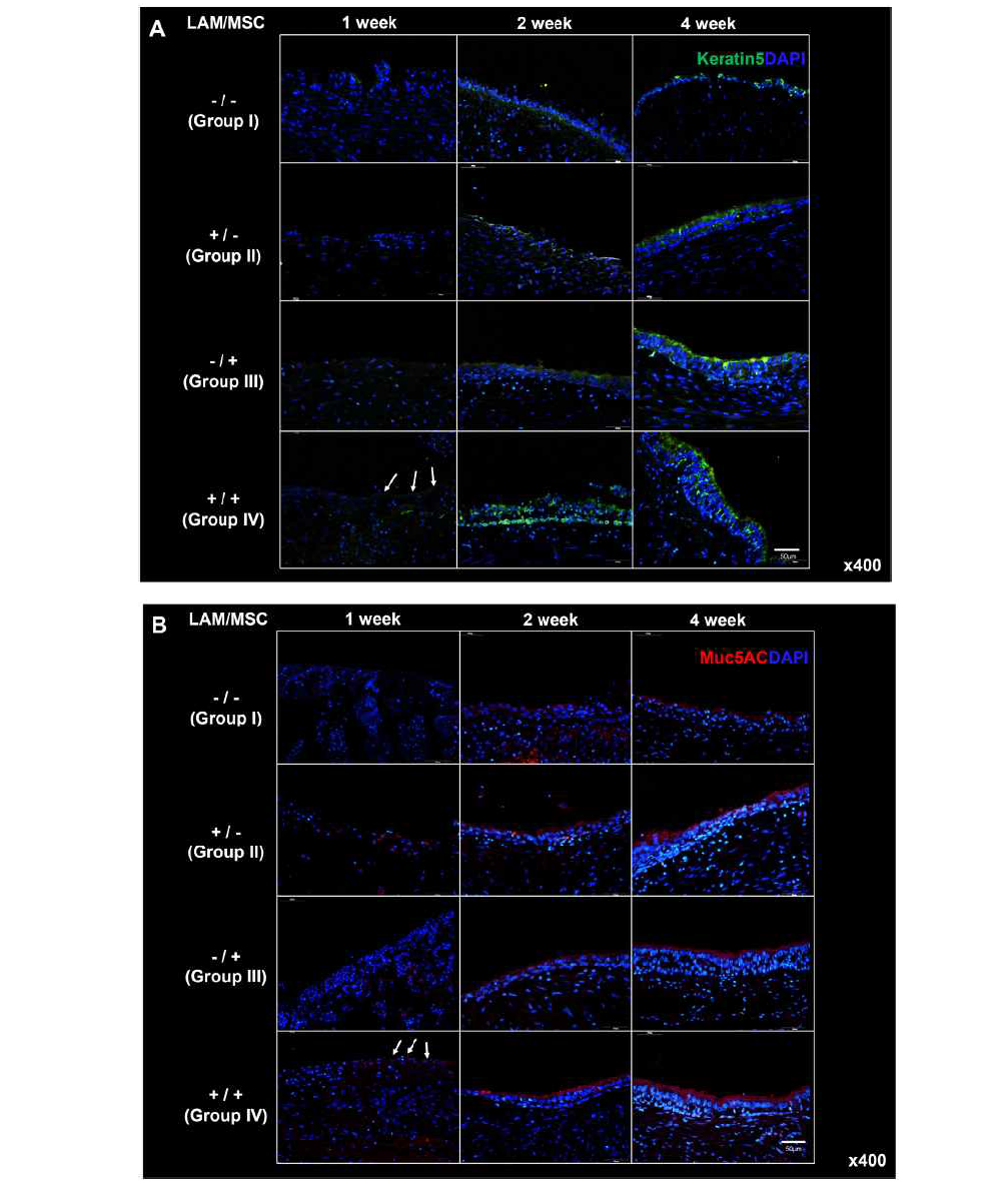 점막조직 특이적 단백질인 Keratin5와 Muc5AC의 면역형광 염색 결과
