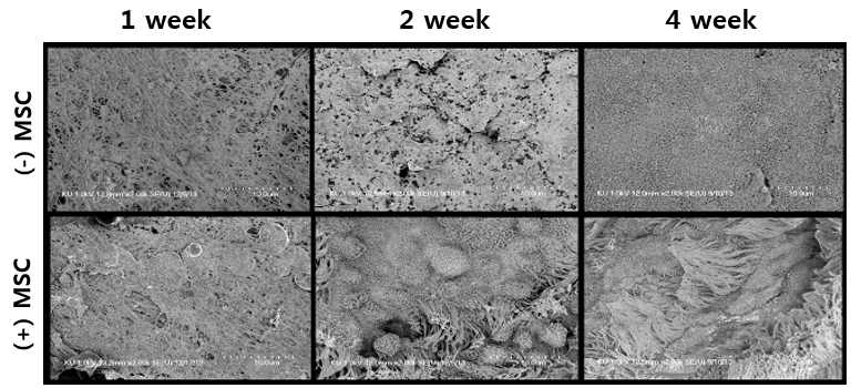 SEM 촬영을 통한 간엽줄기세포 도말 여부에 따른 기관 점막 재생능의 차이 확인.