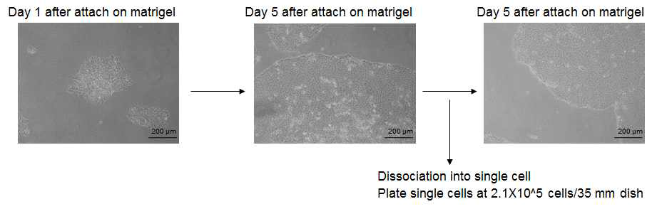 임상 등급 역분화 줄기세포 확립 조건 최적화를 위해 mouse feeder cell 대신 matrigel을 사용하여 줄기세포를 유지함.