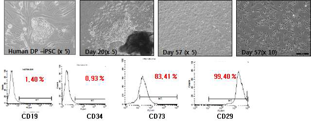 모유두 세포유래 역분화 줄기세포를 MSC로 분화시킨 후 성상을 확인하기 위해 MSC 표지자인 CD19(-), CD34(-), CD73(+), CD29(+)를 FACS로 확인하였음.