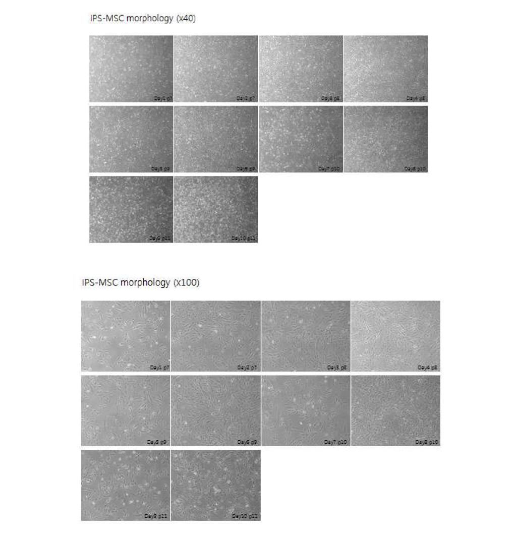 모유두 세포유래 역분화 줄기세포를 MSC로 분화시킨 후 1세부의 동물실험 (안전성 평가)을 위해 iPSC-MSC의 대량 배양에 성공함.