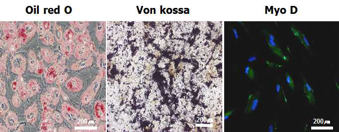 Oil redO, Von Kossa, Myo D 염색을 통해 간엽줄기세포의 분화능을 검증함.