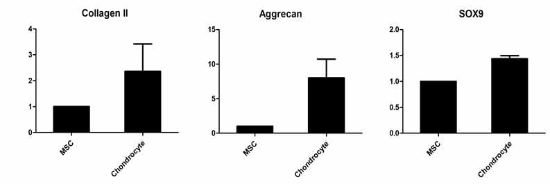 Chondrocyte 분화 유도 후 CollagenII, Aggrecan, Sox9의 발현을 realtime PCR로 확임함.