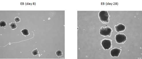 유도만능줄기세포로부터 EB를 유도하여 28일까지 자연 분화를 유도한 후 3germ layer로 분화가 되었는 지 확인.