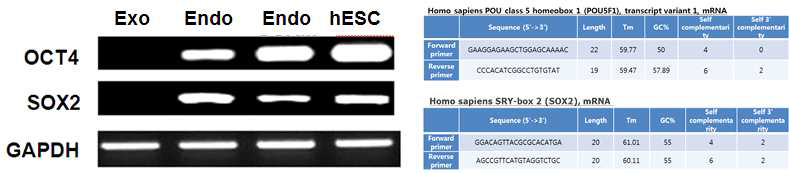 4 factor 유전자 중 Oct4와 Sox2에 대한 Exogenous gene과 Endogenous specific primer를 제작하여 PCR을 통해 외부 삽입 유전자의 유무를 판독함