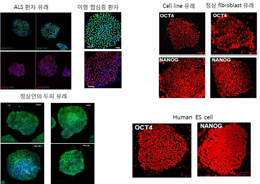 확립된 모든 유도만능줄기세포에 대하여 줄기세포능 검증을 위하여 줄기세포 특이 단백질인 Oct4, Nanog에 대하여 세포면역염색 수행