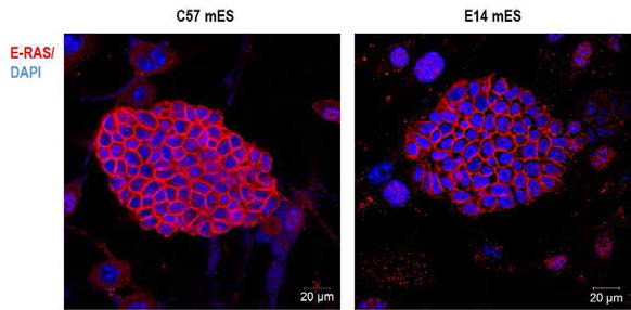 E-RAS 단백질의 발현이 iPSC를 유도할 수 있었던 C57mES에서 증가됨을 확인.